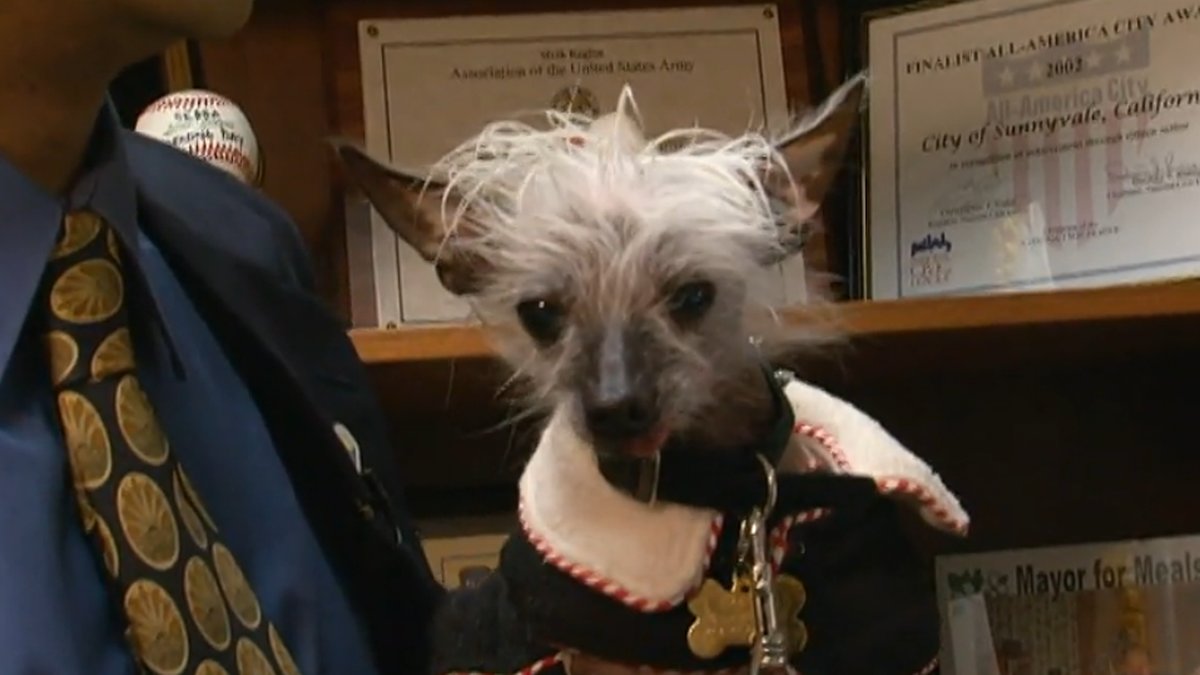 Rascal är inte heller någon skönhet. Kanske därför denna lilla byracka vann titeln "världen fulaste hund" 2002.
